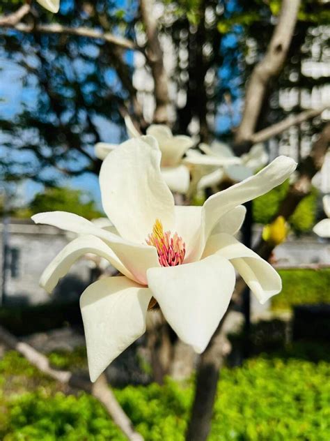 玉蘭花避邪|玉蘭花紀實